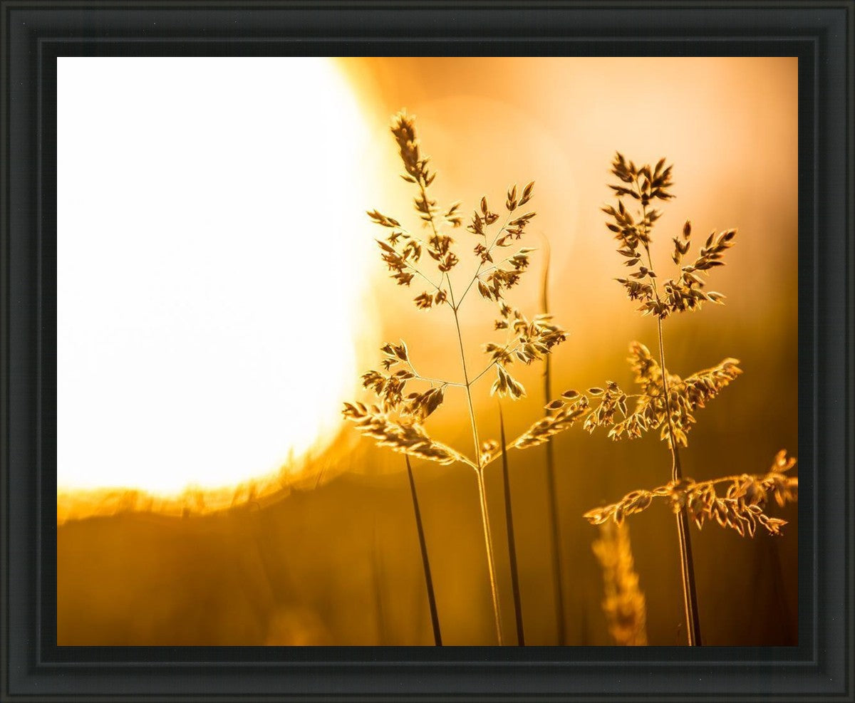 Plate 3 - Spring Brook Grasses