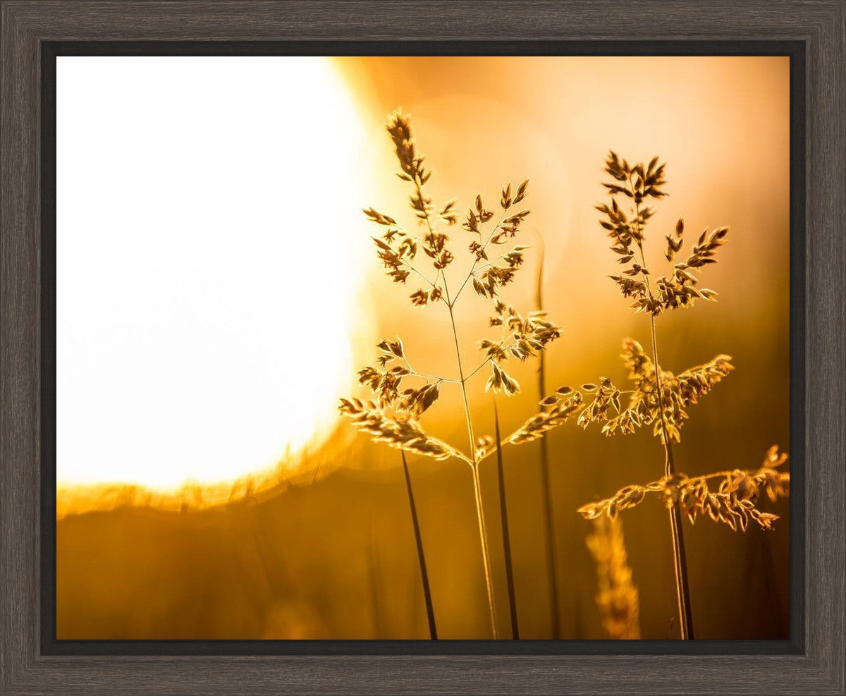 Plate 3 - Spring Brook Grasses
