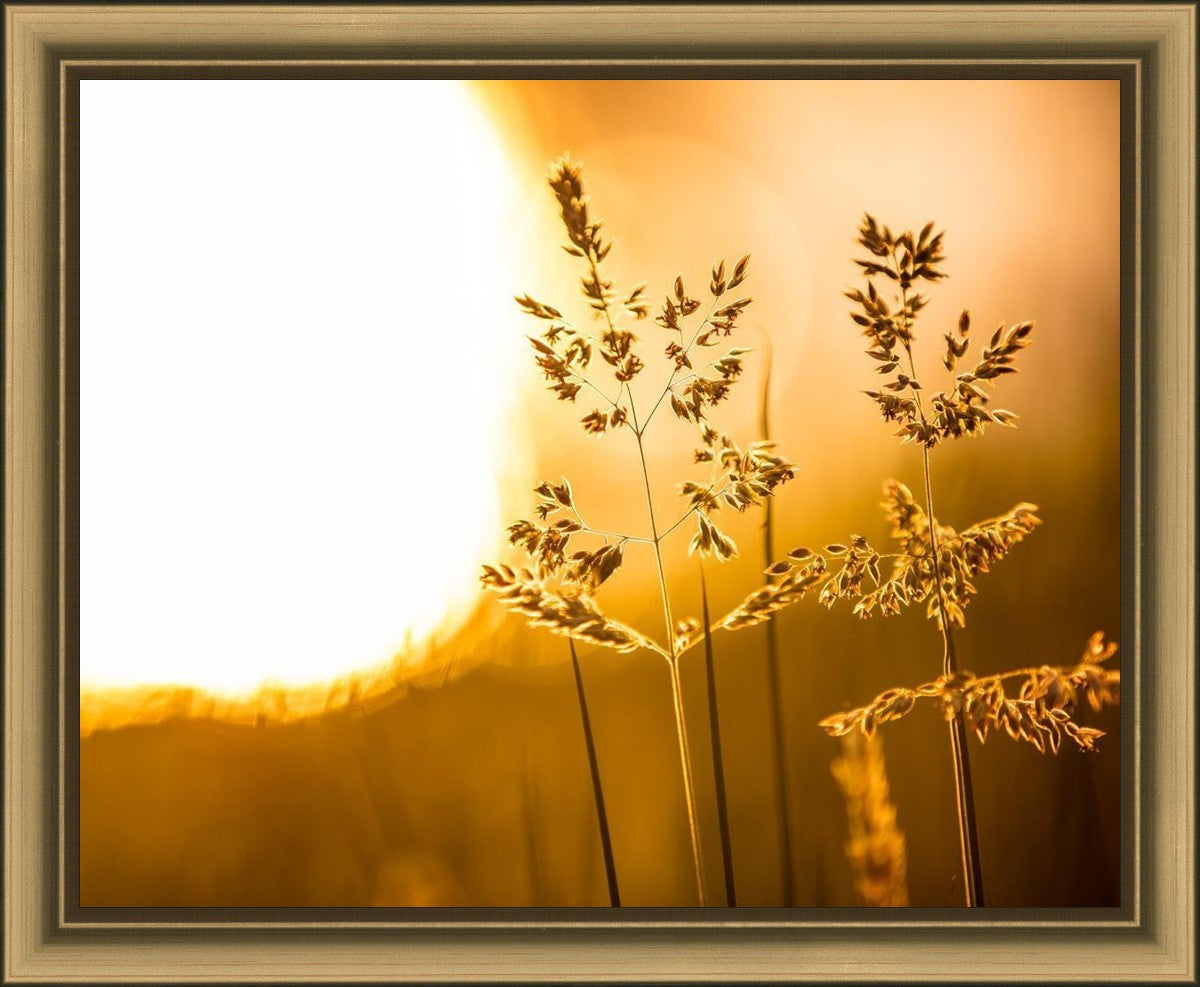 Plate 3 - Spring Brook Grasses