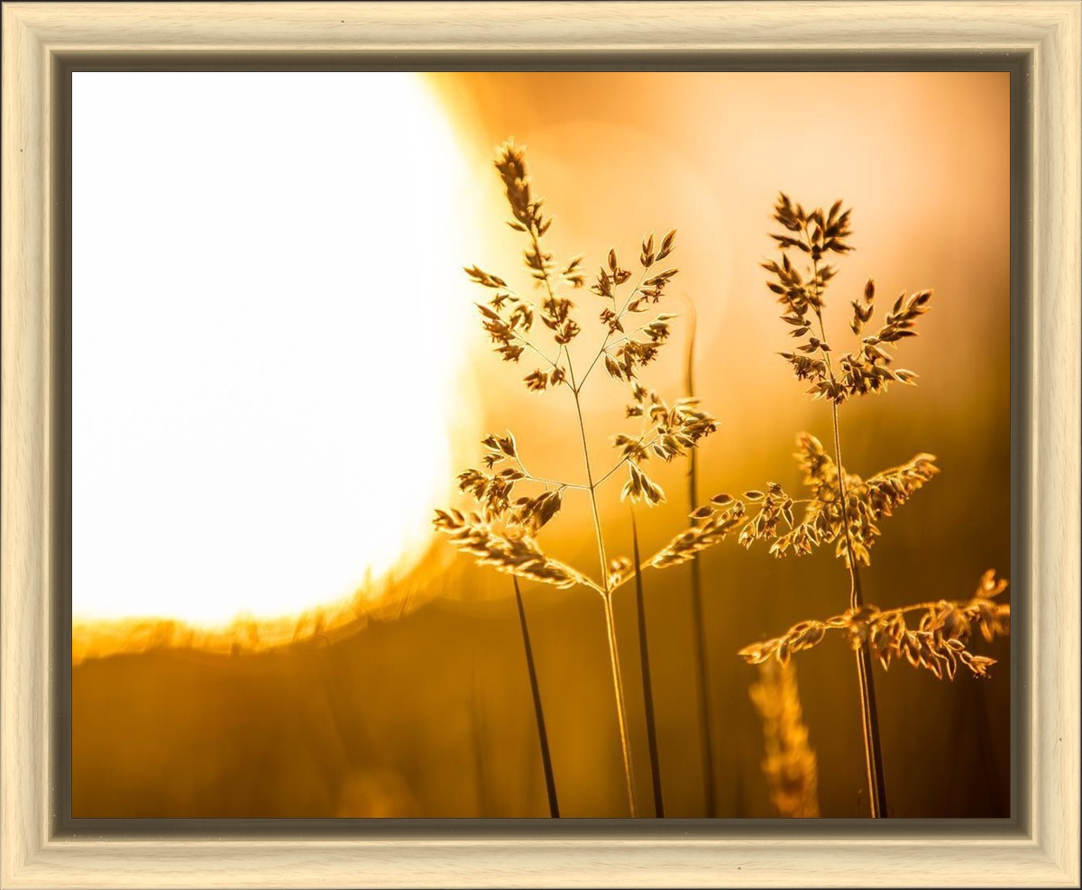 Plate 3 - Spring Brook Grasses