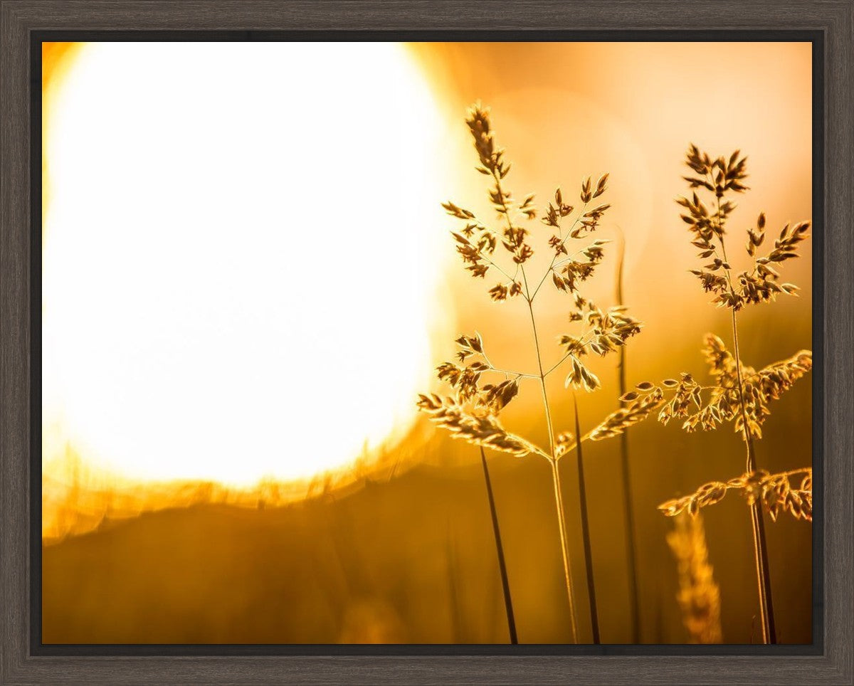 Plate 3 - Spring Brook Grasses