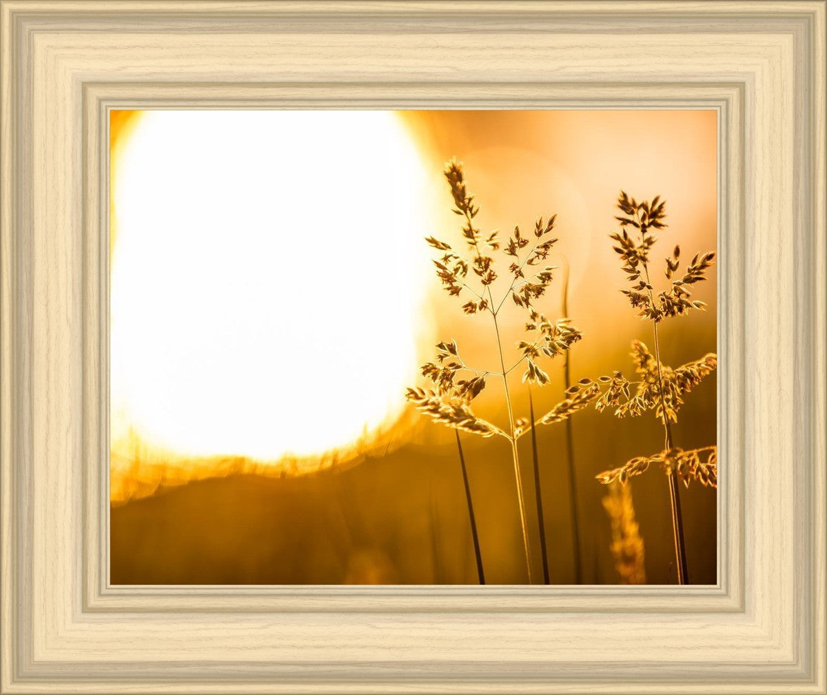 Plate 3 - Spring Brook Grasses