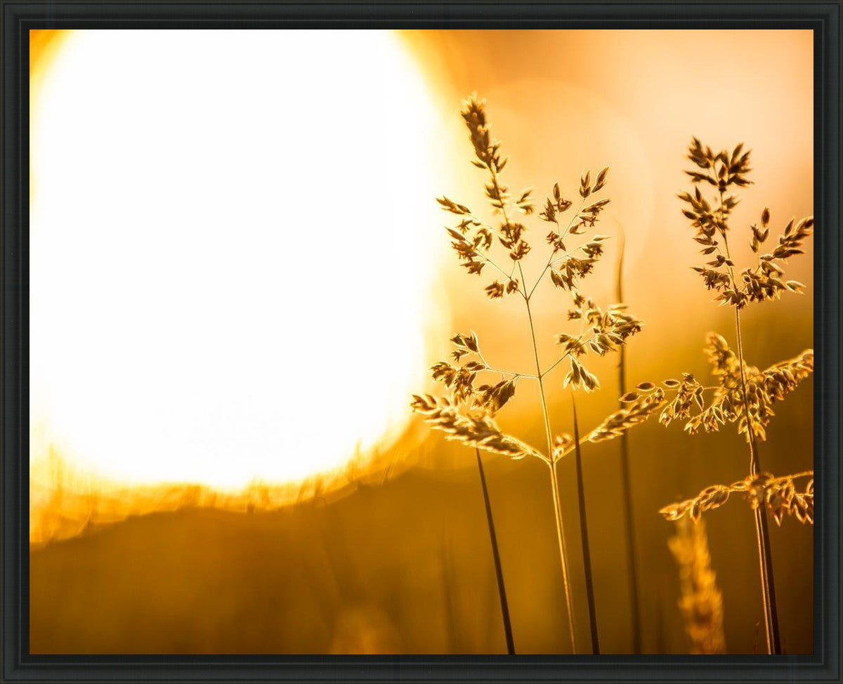 Plate 3 - Spring Brook Grasses