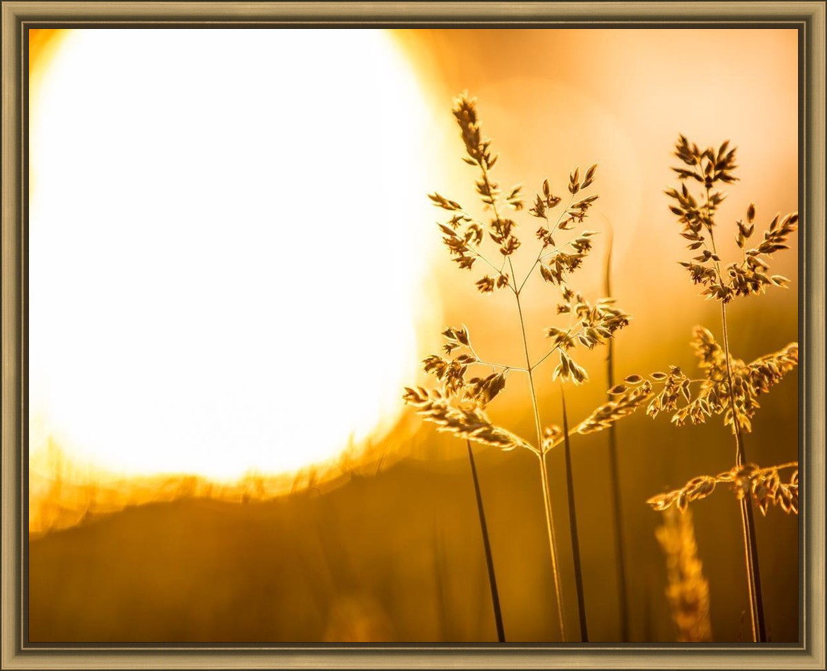 Plate 3 - Spring Brook Grasses