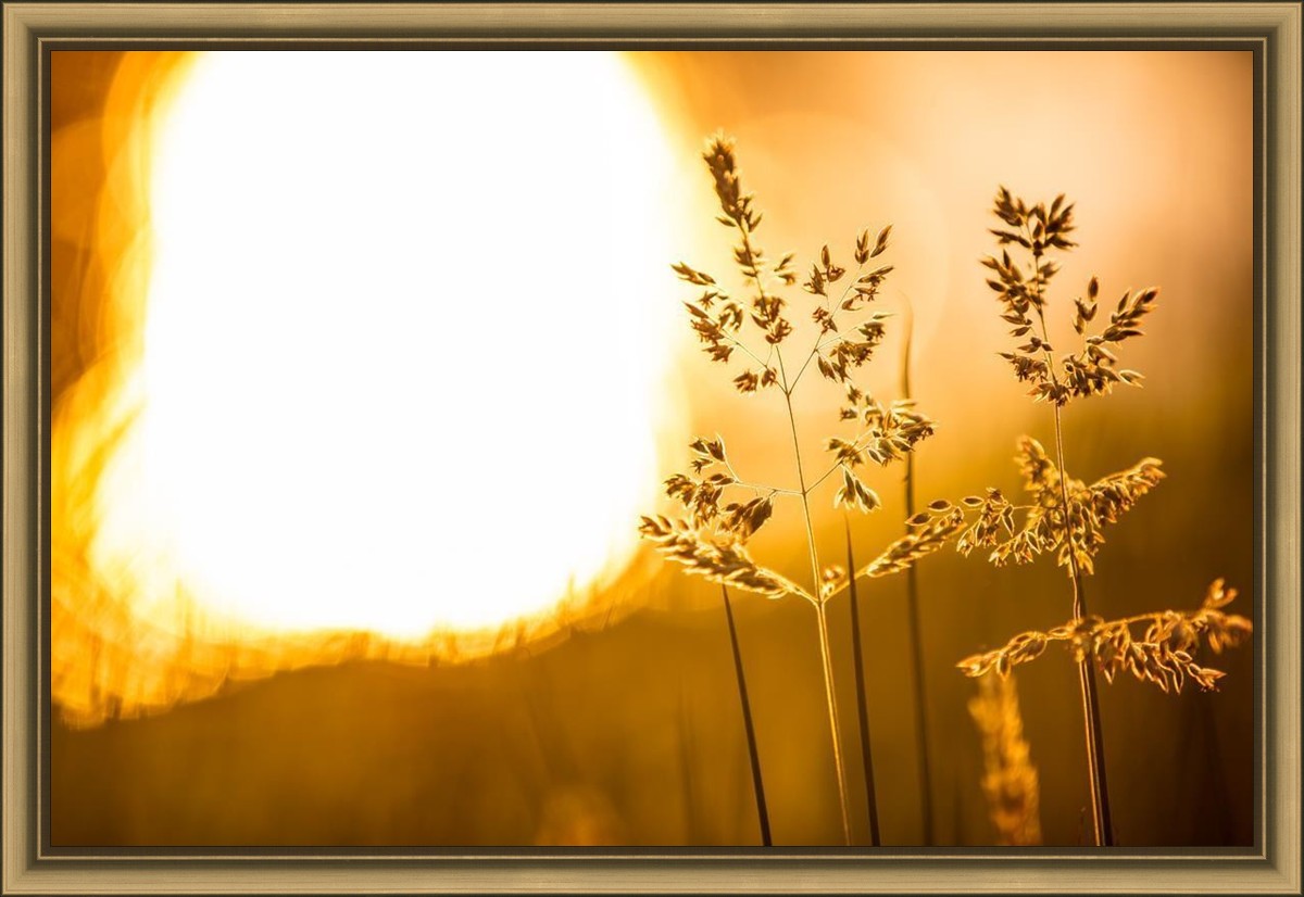 Plate 3 - Spring Brook Grasses