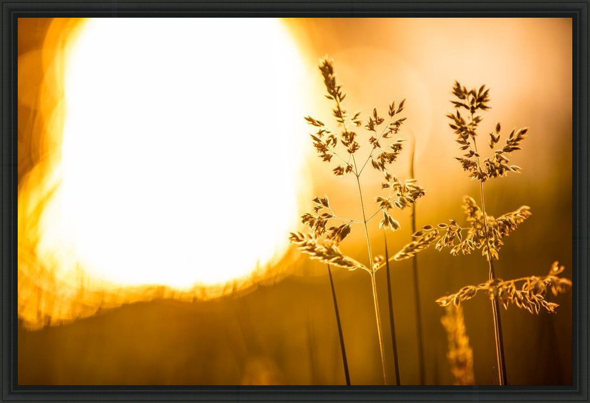 Plate 3 - Spring Brook Grasses