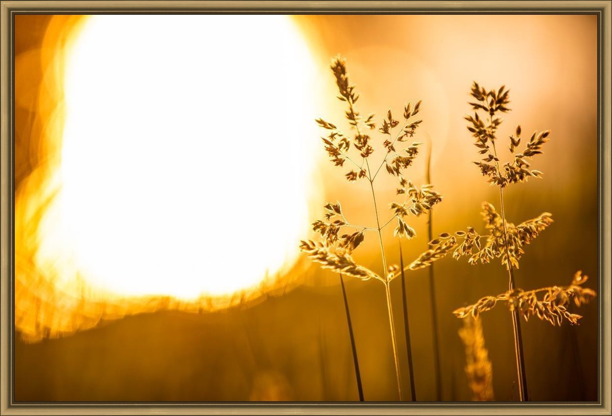 Plate 3 - Spring Brook Grasses