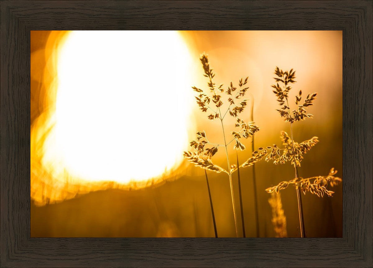 Plate 3 - Spring Brook Grasses