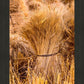 Plate 1 - Guatemala Highlands Shock of Wheat