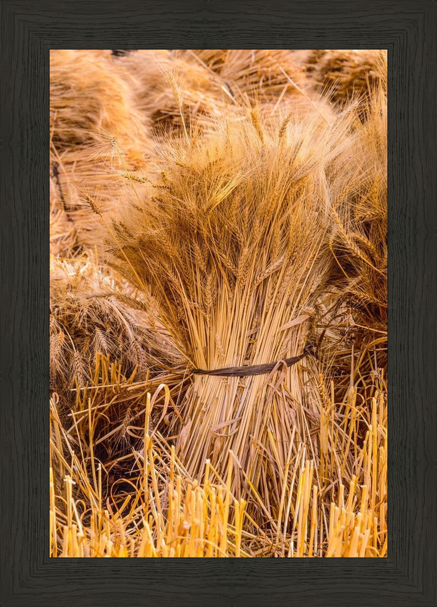 Plate 1 - Guatemala Highlands Shock of Wheat