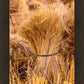 Plate 1 - Guatemala Highlands Shock of Wheat