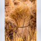 Plate 1 - Guatemala Highlands Shock of Wheat