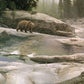 Uzumati - Great Bear of Yosemite