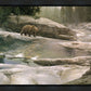 Uzumati - Great Bear of Yosemite