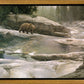Uzumati - Great Bear of Yosemite
