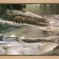 Uzumati - Great Bear of Yosemite