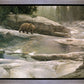 Uzumati - Great Bear of Yosemite