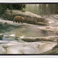Uzumati - Great Bear of Yosemite