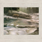 Uzumati - Great Bear of Yosemite