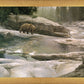 Uzumati - Great Bear of Yosemite