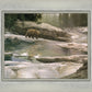 Uzumati - Great Bear of Yosemite