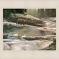 Uzumati - Great Bear of Yosemite