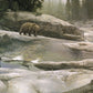 Uzumati - Great Bear of Yosemite
