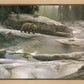 Uzumati - Great Bear of Yosemite