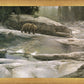 Uzumati - Great Bear of Yosemite