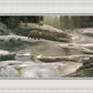 Uzumati - Great Bear of Yosemite