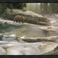 Uzumati - Great Bear of Yosemite