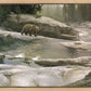 Uzumati - Great Bear of Yosemite