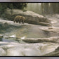 Uzumati - Great Bear of Yosemite