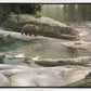 Uzumati - Great Bear of Yosemite