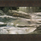 Uzumati - Great Bear of Yosemite