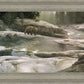 Uzumati - Great Bear of Yosemite