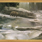 Uzumati - Great Bear of Yosemite