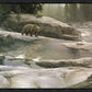 Uzumati - Great Bear of Yosemite