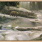 Uzumati - Great Bear of Yosemite