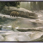 Uzumati - Great Bear of Yosemite