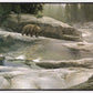 Uzumati - Great Bear of Yosemite