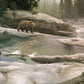 Uzumati - Great Bear of Yosemite