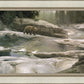Uzumati - Great Bear of Yosemite