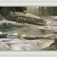 Uzumati - Great Bear of Yosemite
