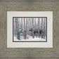 A Walk in the Woods