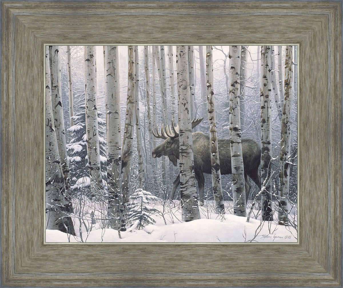 A Walk in the Woods