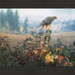 The Raptor's Watch