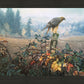 The Raptor's Watch