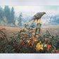 The Raptor's Watch