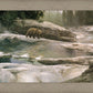 Uzumati - Great Bear of Yosemite